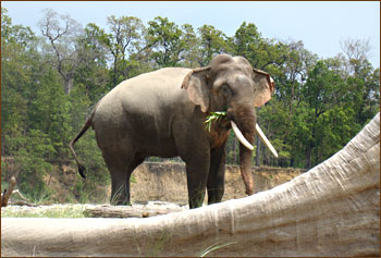 Elefant auf den Wanderungen in Chitwan Nepal