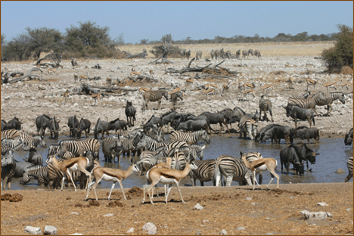 Zebras in den Makgadikgadi Pans