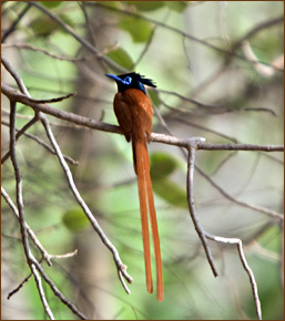 Elefanten im Nagarhole Nationalpark