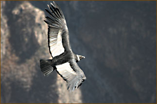 Kondore beobachten im Colca Canyon