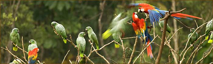 Papageien auf unserer Peru Rundreise