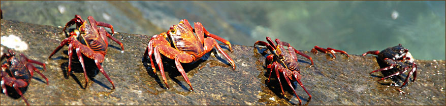 Meereskrabben auf den Galapagos Inseln