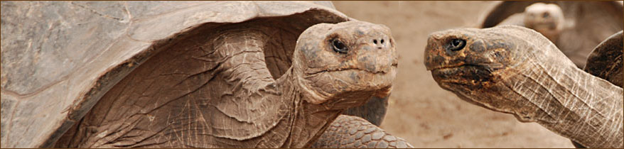 Schildkröten auf Isabela