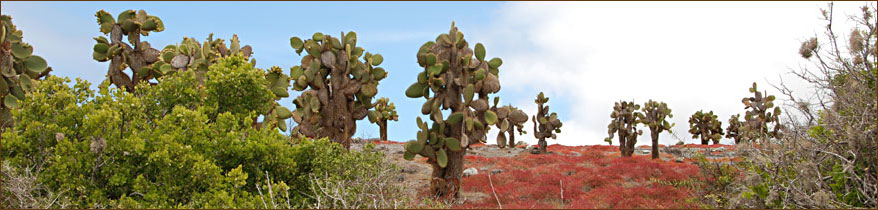 Bilder unserer Galapagos Inseln Reise