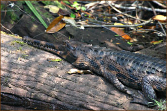 Ein Gavial am Ufer des Kumai River