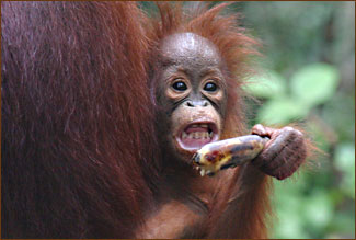 Orang Utans auf Borneo Orang Rimba