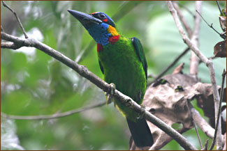 Besuch des Mount Kinabalu Nationalpark