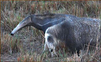 Ameisenbär