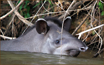 Tapir