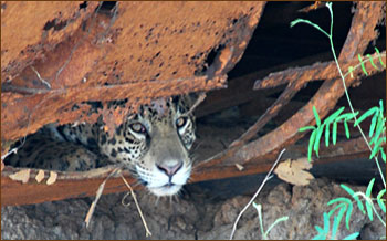 Jaguar im Bootswrak