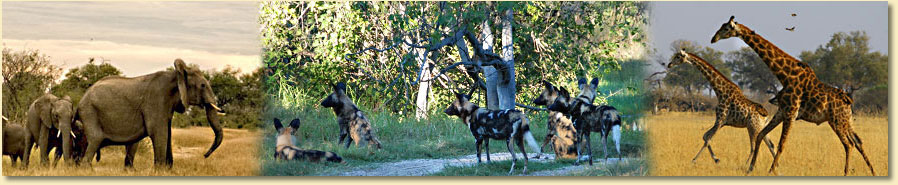 Tiere in den Nationalparks von Simbabwe