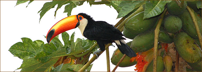 Brasilien Rundreise mit Pantanal und Chapadas