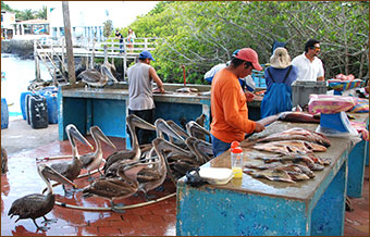 Santa Cruz Rundreise Galapagos Inseln