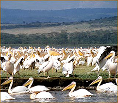 Reisen Serengeti Nationalpark