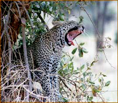 Leopard auf einer reise in der Serengeti