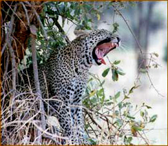 Leopard auf einer reise in der Serengeti