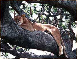 Löwen auf Safaris in Tansania