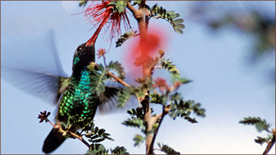 Schmetterlinge Natur Reisen