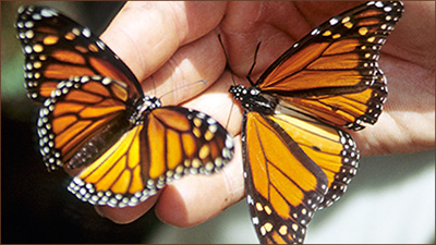 Schmetterlinge auf unseren Mexiko Reisen beobachten
