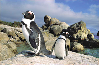 Pinguinkolonie in Simons Town Südafrika