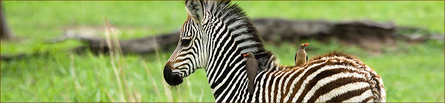 Giraffen & Zebras im Luangwa Nationalpark