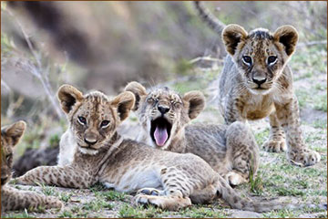 Löwen im Majete Wildlife Reserve