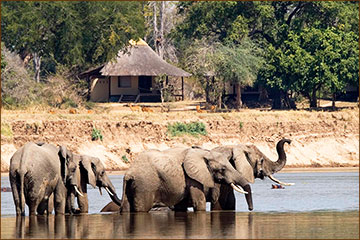 Elefantenherde in Sambia