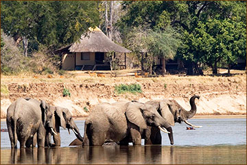 Elefantenherde in Sambia
