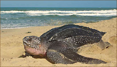 Meeresschildkröten beobachten in der Karibik auf Tobago