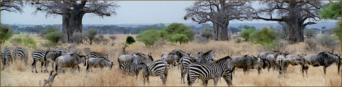 Zebraherden & Affenbrotbäume auf unserern Tansania Rundreisen
