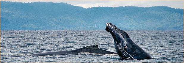 Walbeobachtungen in Costa Rica