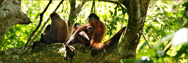 Zimmer unserer Lodge an der Drake Bay Costa Rica