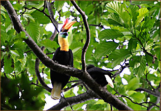 Hornvögel in Indonesien beobachten