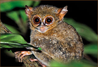 Koboldmaki auf Sulawesi