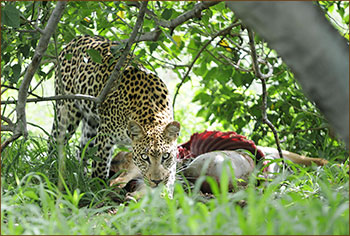 Leopard auf unserer Botswana Safari Reise in Savuti