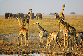 Giraffen und Elefanten im Chobe Nationalpark