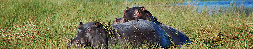 Wanderung bei unserer Lodge im Okavango Delta