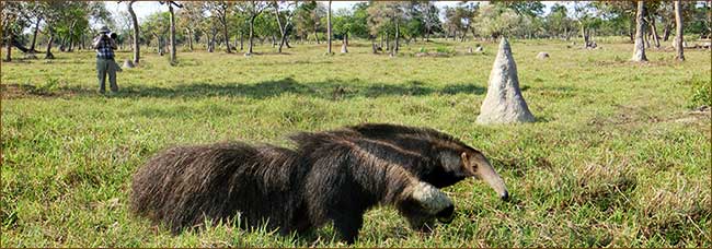 Großer Ameisenbär auf unserer Brasilien Rundreise