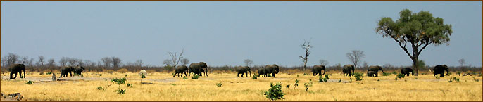 Zeltsafaris in Afrika und Tiere beobachten