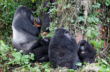 Berggorilla Trekking Bwindi Nationalpark