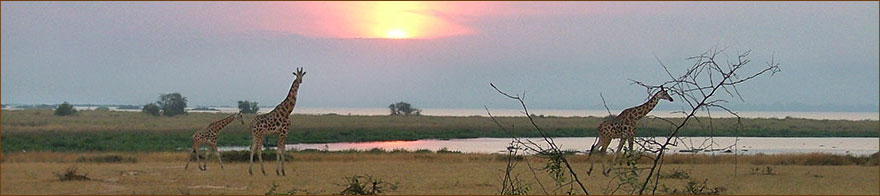 Giraffen auf unseren Uganda Safaris