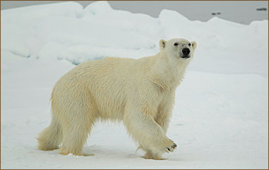 Eisbären Reisen Spitzbergen