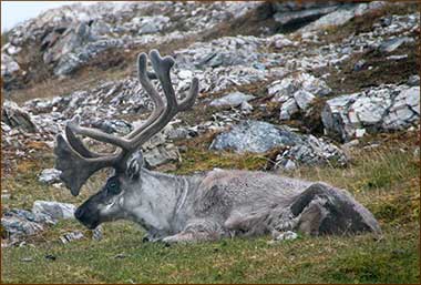 Grasendes Rentier in der Tundra von Spitzbergen