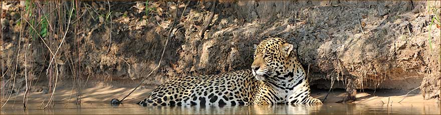 Jaguar auf unserer Brasilien Fotoreise 