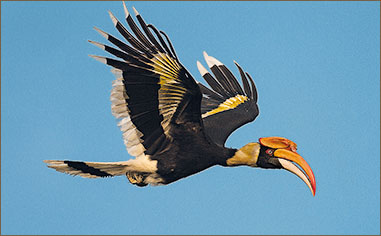 ein schöner Doppelhornvogel im Flug