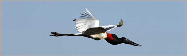 Riesenstorch im Pantanal - Fauna-Reisen