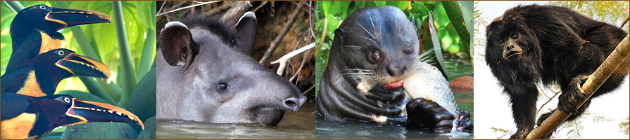 Tiere beobachten im Pantanal