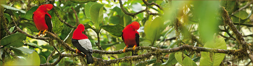 Roter Felsenhahn (Andenklippenvogel) in Ecuador 