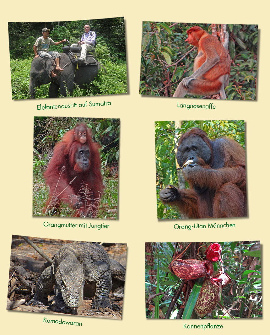 Fotos von Orang Utans auf Borneo und Sumatra