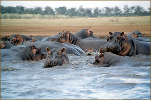 Tansania Safari in der Serengeti